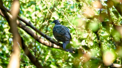 上海发现罕见鸟类吸引全国打鸟人